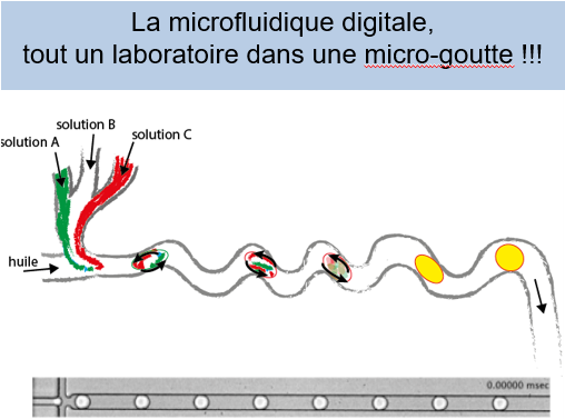 La microfluidique digitale : tout un laboratoire dans une micro-goutte.