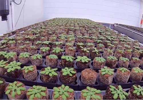 Le Phenoscope, ou comment cultiver des plantes de façon reproductible ?